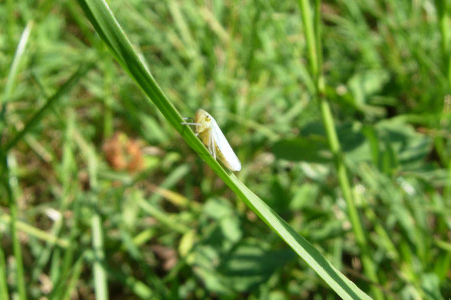 Cicadellidae, Issidae, Aphrophoridae .....